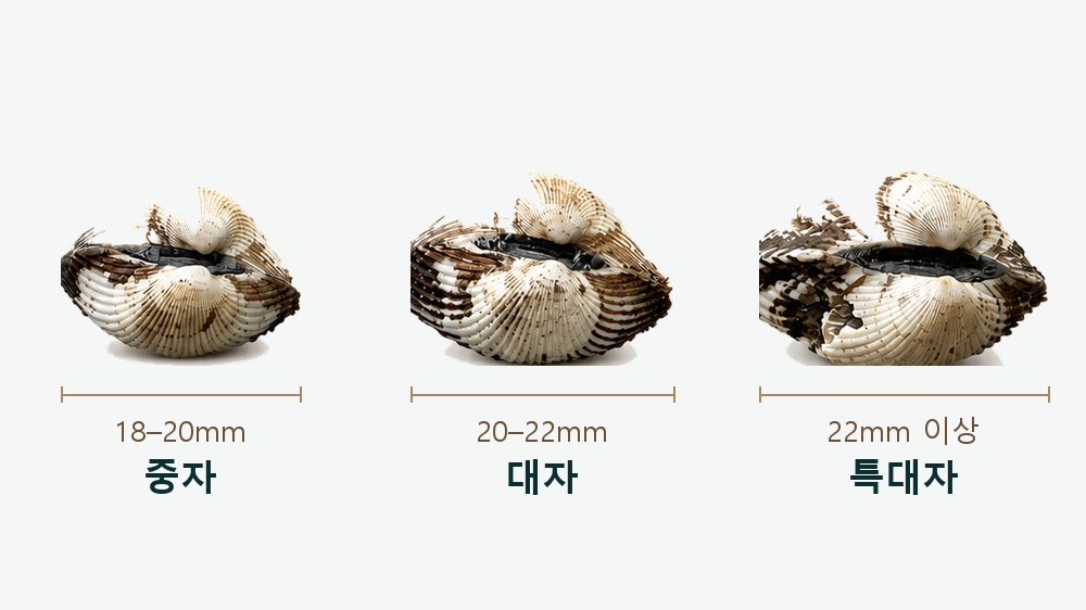 여자만 새꼬막 (중자·대자·특대자) 사진 2