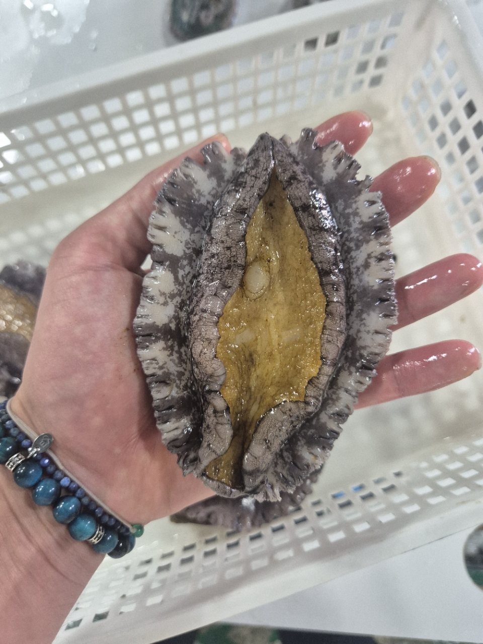 산지직송 활전복 1kg 사진 2