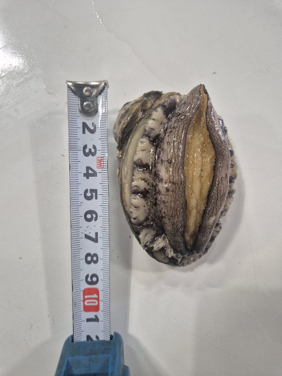 산지직송 활전복 1kg 사진 4