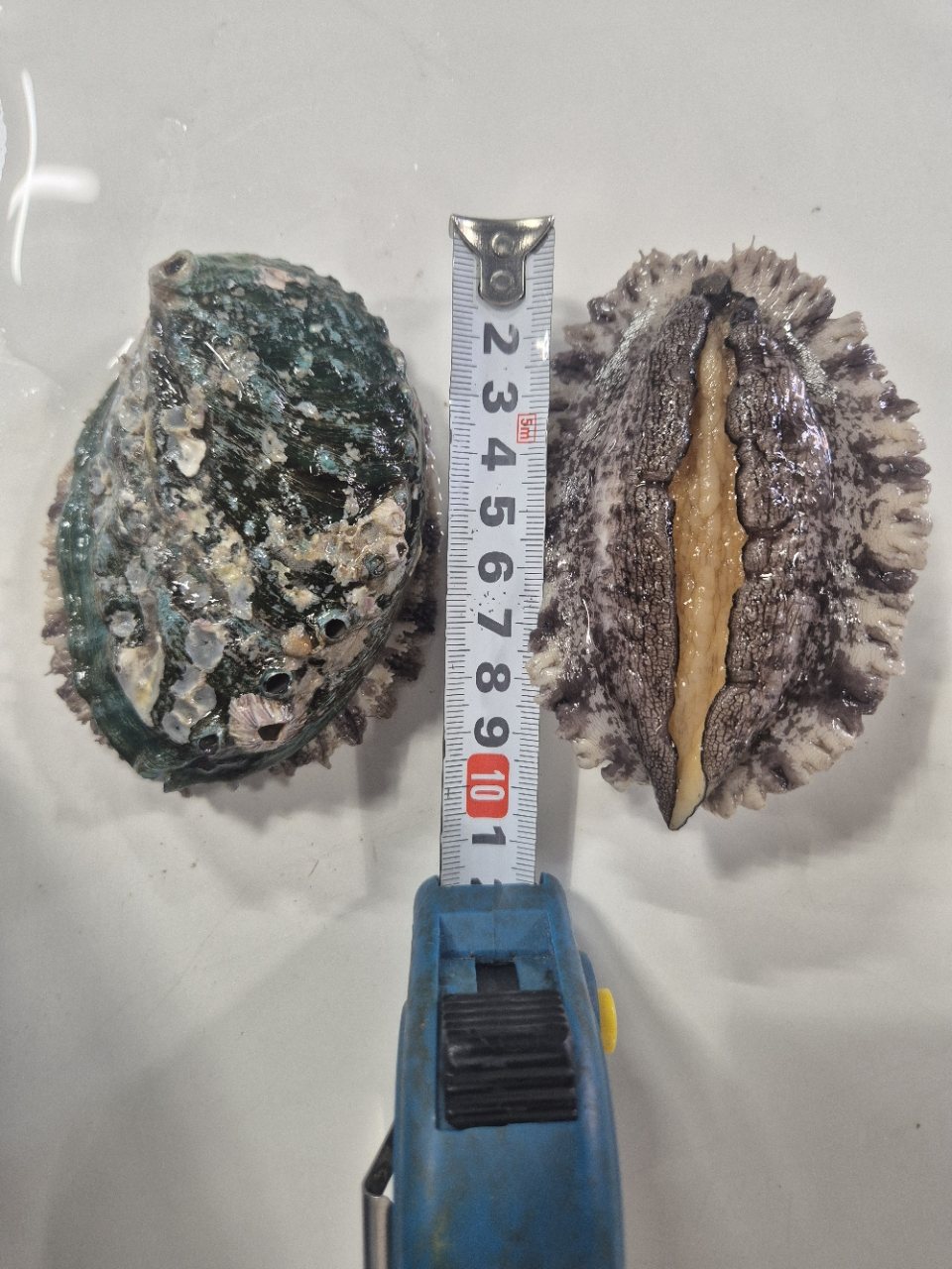 산지직송 활전복 1kg 사진 5