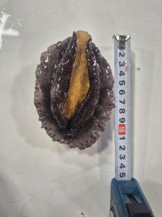 산지직송 활전복 1kg
